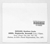 Septoria aesculi image